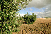 Olive groves. Alcazar de San Juan. Ciudad Real province. Castilla-La Mancha. Spain