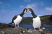 Campbell Island Shag (aka Campbell Island Cormorant) (Leucocarbo campbelli), a endangered specie. Campbell Island. New Zeland