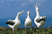 Royal Albatross (Diomedea epomophora), courtship behavior. Campbell island. New Zealand