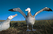 Gibsons Albatross (Diomedea gibsoni) performing courtship. Adams Island, New Zeland