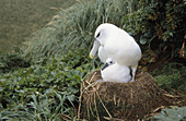 White-capped Albatross (Diomedea steadi), brooding young chick in breeding colony. Auckland Islands, New Zealand