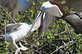 Brown Pelicans (Pelecanus occidentalis). Parent feeding chick. Galápagos Islands, Ecuador