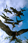 Magnificent Frigate Birds (Fregata magnificens). Santa Cruz Island. Galapagos, Ecuador