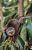 Bear Cuscus (Phalanger ursinus) Tangkoko Research Station. Sulawesi, Indonesia