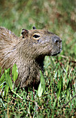 Capybaras (Hydrochoerus hydrochaeris). Pantanal, Brazil