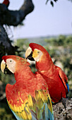 Scarlet Macaw (Ara macao) counting pair, mutual preening high in forest canopy. Upper Tambopata River, Tambopata-Candamo National Reserve. Peruvian Amazon