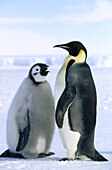 Emperor Penguin (Aptenodytes forsteri) parent and chick. Princess Martha coast, Weddell Sea, Antarctica