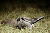 Giant Anteater (Myrmecophaga tridactyla), mother carrying young while searching for ants in savannah grasslands. Caiman Ecological Reserva, Pantanal, Brazil