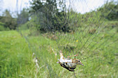 Nightingale (Luscinia megarhynchos) in Japanese net, captured for ringing. Spain