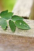 Raindrops on leaves