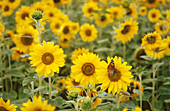 Sunflowers. Bavaria. Germany
