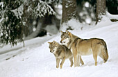 Wolves (Canis lupus)