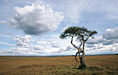 Acacia tree. Masai Mara, Kenya