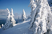 Snowy spruces. Arber. Bavaria, Germany