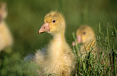 Goose (Anser anser) chicks