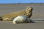 Female Grey Seal (Halichoerus grypus) with pup on beach, Donna Nook National Nature Reserve, England. UK