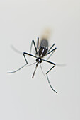 Newborn female Asian Tiger Mosquito (Aedes albopictus) resting at the water surface, Spain