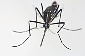 Newborn female Asian Tiger Mosquito (Aedes albopictus)resting at the water surface, Spain