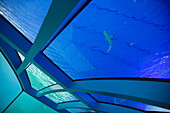 Kleiner Haifisch im Palma Aquarium, El Arenal, Playa de Palma, Mallorca, Balearen, Spanien, Europa