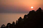 Silhouette von Pinienbäumen bei Sonnenuntergang, nahe Estellencs, Mallorca, Balearen, Spanien, Europa