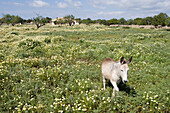Esel in Wiese mit Finca, nahe Cala Llombards, Mallorca, Balearen, Spanien, Europa