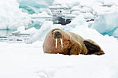 Walrus, male on icefloe, Odobenus rosmarus, Svalbard, Norway