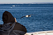 tourist photographing fulmar on board of an Expedition ship, Spitsbergen, Norway