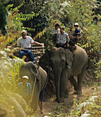 Elephant trekking in Karen area near Chiang Mai, North Thailand, Thailand