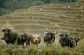 Buffalos on a field near Chiang Mai, North Thailand, Thailand