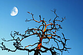 Tree and moon