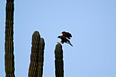 Cactus and bird at Los Cabos. Baja California Sur, Mexico