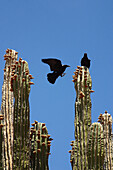 Birds and cactus at desert. Baja California, Mexico