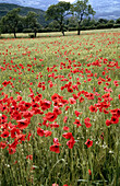Poppies in field. Provence, France