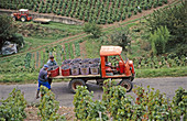 Vintage. Beaujolais region, Burgundy, France