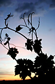 Vines at sunset