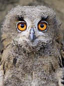 Eagle Owl, Buho Real (Bubo bubo)