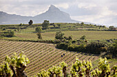 Vineyards in Rioja Alavesa, Spain