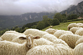 Sheep in Basque Country, Spain