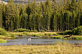 A family outing at Tuolumne Meadows along Tioga Pass in Yosemite National Park, California on a summer evening