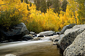 Bishop Creek running smoothly through the yellow and green Aspen trees during fall just west of the town of Bishop, California