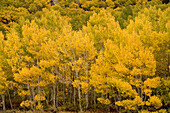 Yellow and green Aspen trees during fall in the wilderness of the High Sierras just west of the town Bishop, California, United States