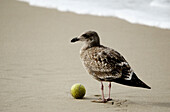 Sea Gull on Hermosa Beach with Tennis Ball