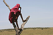 Maasai warrior surveying the plains