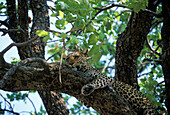 Female Leopard lazes in a tree in the Okavango Delta