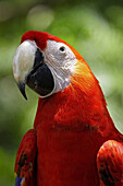 Scarlet Macaw portrait