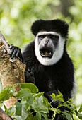 Black & White Colobus Monkey Crater Lake-Kenya