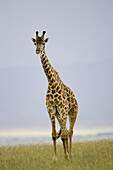 Giraffe walks across the Masai savanna