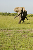 Elephant becomes aggressive in the Masai Mara