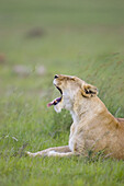 Lioness yawning in the Masai Mara