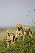 3 Cheetah Cubs on termite mound in the Masai Mara